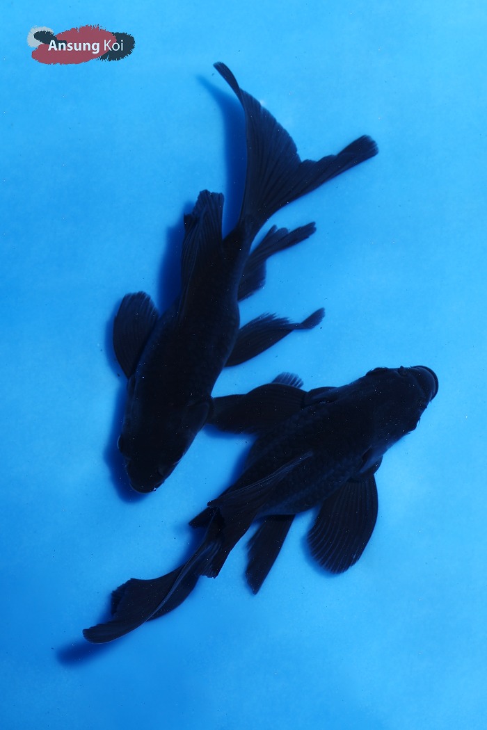 블랙 세미 숏바디 버터플라이코이  15cm 전후